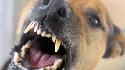 Symbolbild: Soeren Stache
In Weiden wurde eine Frau von einem Hund in den Oberschenkel gebissen.