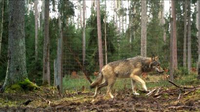 Archivbild: Bayerische Staatsforsten, Forstbetrieb Pegnitz
Ein Jährling aus dem Veldensteiner Wolfsrudel 2020. Diese Aufnahme einer Fotofalle wurde Oberpfalz-Medien von Sebastian Bäumler, Revierleiter des Forstbetriebs Pegnitz der Bayerischen Staatsforsten, zur Verfügung gestellt.