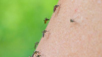 Bild: Patrick Pleul
Auf dem Arm einer Frau haben sich gleich mehrere Mücken versammelt. Foto: Patrick Pleul/dpa-Zentralbild/dpa