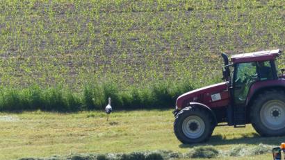 Bild: sl
Der Traktor muss ausweichen, denn der Storch lässt sich nicht beirren.