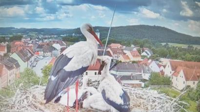 Bild: Uli Hofmann/exb
Alleinerziehende Mutter mit vier Kindern: Dieses Schicksal hat Familie Storch auf dem Pfreimder Horst ereilt. Storchenbetreuer Arnold Kimmerl ist aber zuversichtlich, dass der Nachwuchs nicht hungern muss, und hat vorsichtshalber eine Futterstelle eingerichtet.