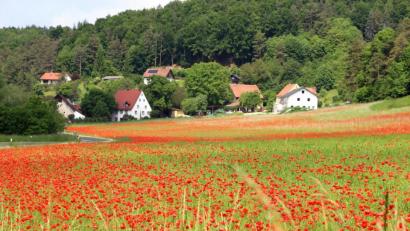 Bild: ds
Die biologische Anbauweise lässt es zu, dass der angesäte Luzerne-Klee großflächig von Mohnblumen durchwirkt wird.