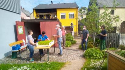 Bild: fpoz
Im Lehrgarten des Obst- und Gartenbauvereins am Waldershofer Stadtpark konnten sich Interessierte Fenchelpflanzen abholen.