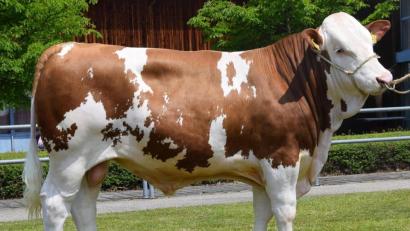 Bild: RZO/exb
Ein Prachtexemplar: Der Betrieb Schleicher aus Unterreiselberg züchtete diesen sehr gut typisierten „Rauch“-Sohn, der zum Prüfeinsatz an den Besamungsverein Neustadt an der Aisch geliefert wurde.