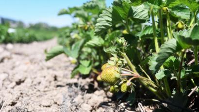 Bild: Gabi Schönberger
Schon groß, aber noch grün. Etwa zwei Wochen brauchen die Erdbeeren auf dem Schirmitzer Feld noch, bis sie auch rot und süß und damit erntereif sind.