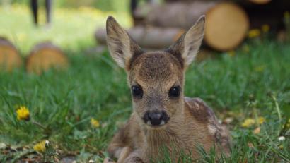 Archivbild: mmj
Ein Rehkitz wie auf diesem Archivbild zu sehen hetzte ein Hütehund und biss es so heftig, dass es verendete.