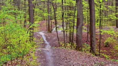 Bild: Simon Wiesner, Stadt Amberg/exb
Mountainbike-Strecke auf dem Mariahilfberg: Diese Querfeldein-Trails bedeuten laut Stadtförster Martin Seits empfindliche Eingriffe in den Waldboden.