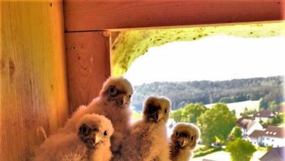 Bild: jml
„Bitte alle mal hersehen und lächeln, ihr kommt in die Zeitung!“ Das fünfte Turmfalkenküken im katholischen Kirchturm von Kohlberg fühlte sich dafür aber nicht fotogen genug.