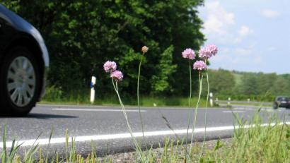 Bild: bkr
Sandgrasnelken am Straßenrand.