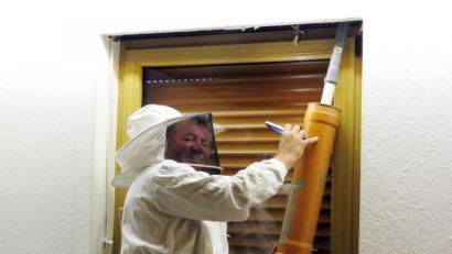 Bild: ubb
Mit einem umgebauten Staubsauger holt Josef Ernst die Hornissen aus dem Rollo-Kasten. Den Tieren geschieht nichts, sie landen in einem mit Gittern abgeschlossenem Rohr.
