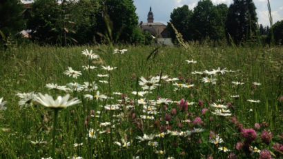 Bild: Gertrud Burger/Bund Naturschutz Auerbach
Der himbeerfarbene Rotklee (auch:Wiesenklee) und Margeriten (weiß blühend) in der städtischen Grünanlage vor Auerbach.