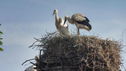 Bild: ibj
Im Beisein eines Altvogels (links neben dem Nest) erwarten die Storchenkinder Futternachschub und genießen die warmen Sommertage.