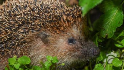 Symbolbild: Patrick Pleul/dpa
Ein Igel ist in der Nacht in einem vom Regen nassen Garten unterwegs.