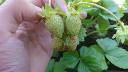 Bild: lue
Noch sind die Erdbeeren auf dem Feldern nicht reif. In gut einer Woche könnte das große Pflücken aber schon losgehen.