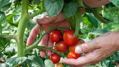 Symbolbild: Andrea Warnecke/dpa
Unter anderem Tomatenpflanzen brauchen besonders viele Nährstoffe. Cornelia Roth setzt dafür Brennnesseljauche ein.