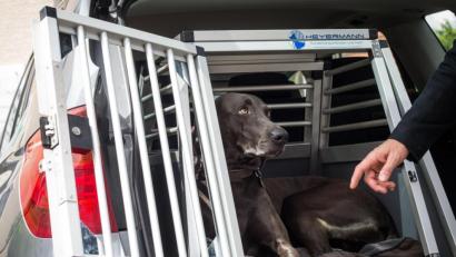 Symbolbild: Christoph Schmidt/exb
So reist es sich für Vierbeiner am besten: Eine Transportbox im Auto schützt im Ernstfall Hunde wie Halter gleichermaßen.