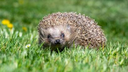 Bild: Armin Weigel/dpa
Mähroboter sind für Igel eine schwer kalkulierbare Gefahr. Naturschützer raten deshalb, zumindest nachts auf den Einsatz zu verzichten.