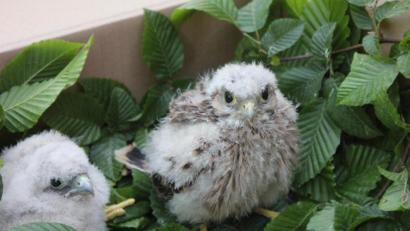 Bild: Ferdinand Baer/exb
So sehen die kleinen Turmfalken aus, wenn sie in der LBV-Vogelstation zum Aufpäppeln angeliefert werden. In diesem Fall handelt es sich aber nicht um die beiden Nabburger Exemplare.