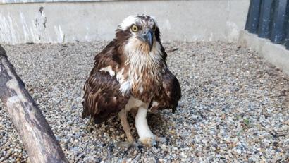 Bild: Ferdinand Baer/exb
Dem flugunfähigen Fischadler mit dem eingebundenen Fang wird in der Vogelstation in Regenstauf die Beute serviert, seine letzte Mahlzeit in Lampenricht bei Gleiritsch war ein Karpfen.