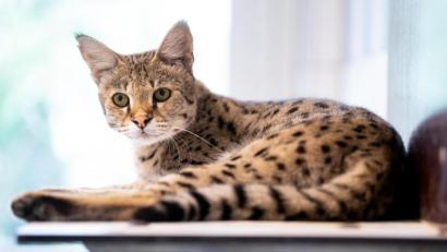 Bild: Sven Hoppe/dpa
Eine Savannah-Katze sitzt in der Auffangstation für Reptilien in ihrem Gehege. Kreuzungen aus Haus- und Wildkatze schreiten majestätisch daher und beeindrucken mit ihrem getigerten Fell. Doch nicht alle teilen die Begeisterung.