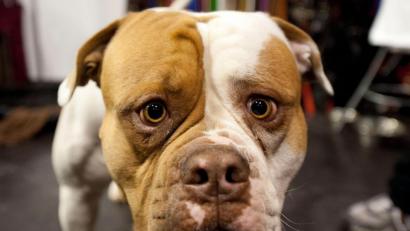 Symbolbild: Robert Schlesinger
Um einen American Bulldog geht es demnächst in einem Prozess in Weiden. Das Symbolfoto zeigt den Hund aber nicht mit der Fellzeichnung„Merle“. Sie ist sehr selten und stark nachgefragt.