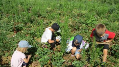Bild: Becker/exb
Schnell hatten die Kinder einen Blick für die reifen Beeren.