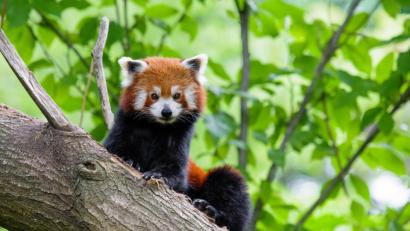 Bild: Mathias Appel/dpa
Handout des Duisburger Zoos zeigt einen Kleinen Panda. Der Zoo stellte am Morgen des 1. Juli fest, dass der Kleine Panda Jang aus seinem Gehege ausgebrochen war, und suchte seitdem nach dem Tier.