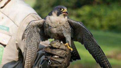 Bild: Holger Hollemann/dpa
Den Hof des Landwirtsehepaars Kick (Luhe) haben sich Falken als Brutstätte für ihren Nachwuchs ausgesucht.
