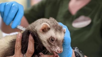 Bild: Isabella Linares/Zoo Oakland/dpa 
Mitarbeiter des Zoos von Oakland in Kalifornien verabreichen einem Frettchen eine Dosis Impfstoff gegen Corona während das an einer lecken Paste lutscht.
