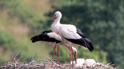 Bild: bey
Nur noch als Federknäuel zu sehen: die zwei toten Jungstörche im Pleysteiner Nest. Es liegt der Verdacht nahe, dass die Jungvögel an vergiftetem Futter gestorben sind.