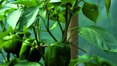 Bild: ads
Mit dem Anbau von wärmeliebenden Paprika, Peperoni und Chili ist man in einem Gewächshaus auf der sicheren Seite.