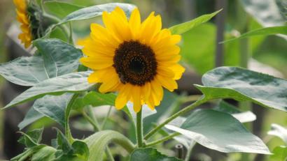 Bild: cvl
Cornelia Roth arbeitet in ihrem Garten – aber sie lässt auch arbeiten. Mit einer Vielfalt an pollen- und nektarreichen Pflanzen bietet sie Nützlingen eine abwechslungsreiche Kost.