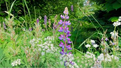 Bild: bsc
Mittlerweile hat sich die Vielblättrige Lupine auch im Naturpark Steinwald weit verbreitet. Naturschutzverbände und Naturpark-Ranger sehen das kritisch.
