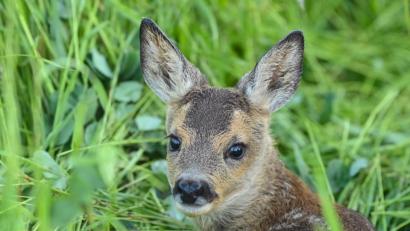 Symbolbild: Patrick Pleul/dpa
Eine Gruppe aus engagierter Tierschützer, Drohnenpiloten, Jäger, Landwirte und Naturfreunde hat einen neuen Verein im Landkreis Neustadt/WN gegründet: den „Rehkitzrettung NEW-WEN e.V.“.