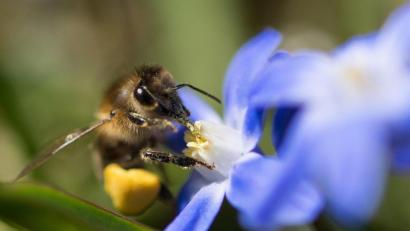 Symbolbild: Monika Skolimowska/dpa
Eine Biene sammelt bei sonnigem Wetter Pollen von einer Blüte. Die kommende Woche bringt Sonnenschein, aber auch viel Regen.
