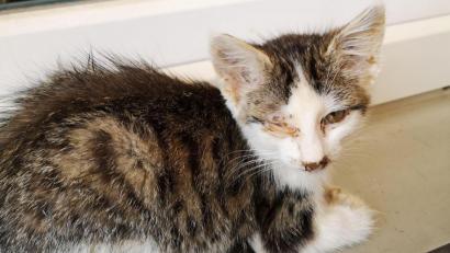 Bild: Ingrid Lehner/exb (Name geändert)
Circa 30 Katzen werden in Luppersricht bei Hahnbach unter teils katastrophalen Bedingungen gehalten. Viele sind verletzt und krank oder haben - wie diese hier - zugeschwollene Augen.