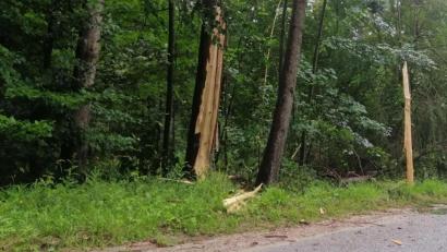 Bild: wpt
Die Trümmer liegen überall. Ein Blitz hat bei Hirschwald einen Baum regelrecht zerfetzt.