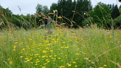 Bild: do
Mehr arten- und blühreiche Flächen mit einer ökologisch ausgerichteten Grünflächen-, Gewässer- und Randstreifen-Gestaltung einschließlich fachlicher Begleitung nach Schulung des Bauhofleiters: Diese Forderung stellt die Ortsgruppe des Bund Naturschutz an die Marktgemeinde.