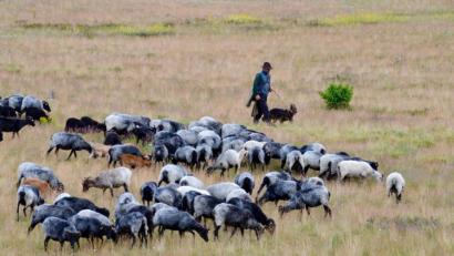 Bild: Wolfgang Stelljes/dpa
Die Heidschnucken - hier mit Schäfer Steffen Schmidt - pflegen durch ihren Appetit die Landschaft.