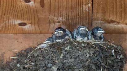 Symbolbild: Lino Mirgeler/dpa
Nur ein Schwalbenküken hat überlebt.