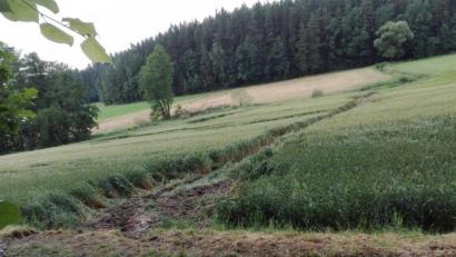 Bild: Karl Meier/exb
Für Landwirte zeigt dieses Weizenfeld bei Störnstein so etwas wie die klassische "Schneise der Verwüstung". Sie soll auf die von Tennet veranlassten Probebohrungen für den Süd-Ost-Link zurückgehen.
