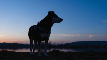 Symbolbild: Nicolas Armer/dpa
Panisches Suchen und lautes Rufen nach dem entlaufenden Liebling kann die Situation verschlimmern. Ängstliche Hunde könnten sich in die Enge gedrängt fühlen, sich verkriechen oder im schlimmsten Fall noch weiter weglaufen.