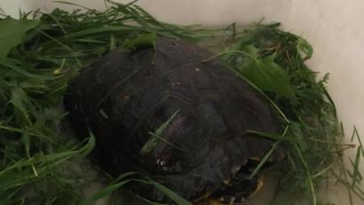 Bild: Feuerwehr Weiden/exb
Wer vermisst diese Schildkröte?