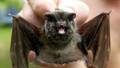 Bild: Stefan Thomas
Diese Aufnahme zeigt eine Mopsfledermaus, die heuer zur "Fledermaus des Jahres" gekürt wurde. Auch Tiere dieser Art sind in Weiding schon entdeckt worden.