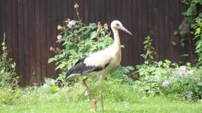 Bild: frd
Der Oberviechtach Jungstorch bei seiner Stippvisite im Garten der Familie Wagner.