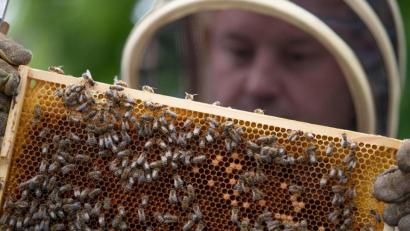 Archivbild: Friso Gentsch/dpa
Das Volksbegehren "Rettet die Bienen" war der Auslöser für ein bayerisches Artenschutzgesetz.