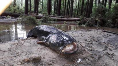 Bild: edo
Viele Fische werden in der Nacht zum Montag aus dem Schneidweiher nahe Oberbibrach gespült. Sie alle verenden wie dieser eineinhalb Meter lange Waller auf dem Waldboden.