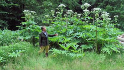 Archivbild: bsc
Pflanzen wie der Riesenbärenklau sind in die Region eingewandert. Eberhard Freiherr von Gemmingen-Hornberg weiß von schädlichen Folgen, die mit sogenannten Neophyten verbunden sind, will aber naturinteressierte Menschen dafür sensibilisieren, dass nicht verallgemeinert werden sollte.