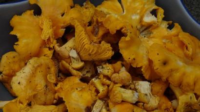 Bild: Houschka
Die Schwammerlernte hat begonnen: Anhaltender Regen lässt die Pfifferlinge aus dem Waldboden wachsen. Dem Pilzsucher präsentieren sie sich in teilweise riesigen Exemplaren.