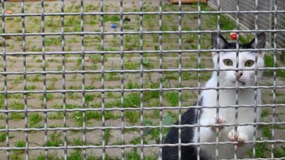Bild: Gabi Schönberger
Der Neubau des Tierheims Weiden rückt näher.